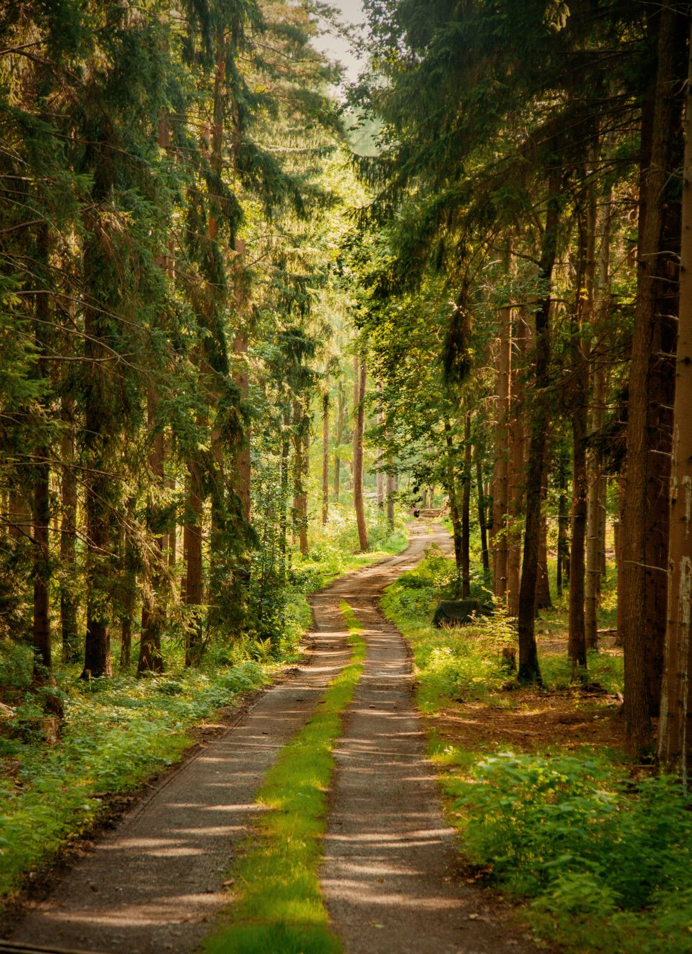 Path through a forrest